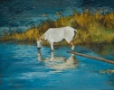 gal/fineart/Landscape/_thb_A white horse 20x16.jpg
